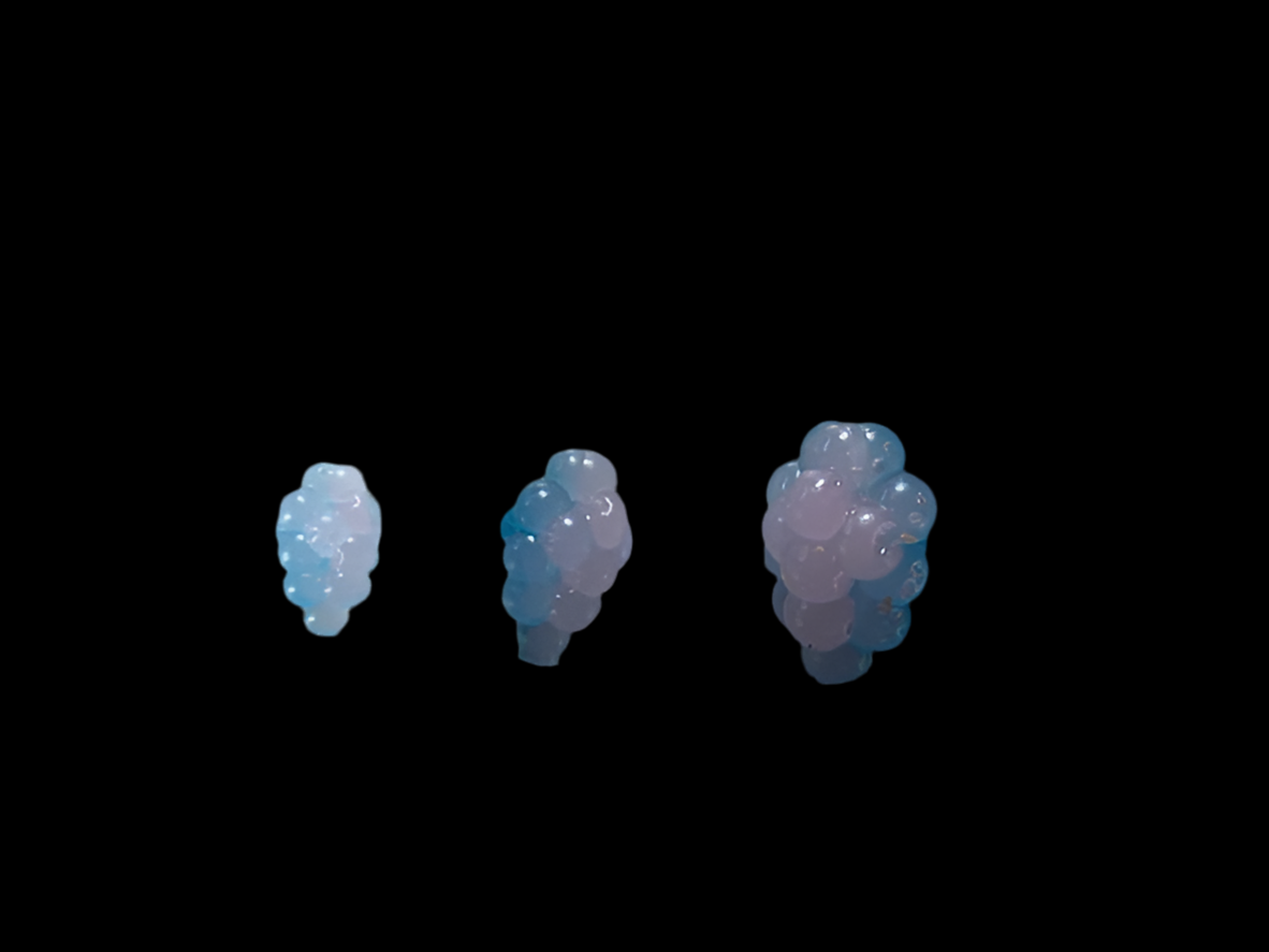 Soft Bead - Stinger - Moody Blues
