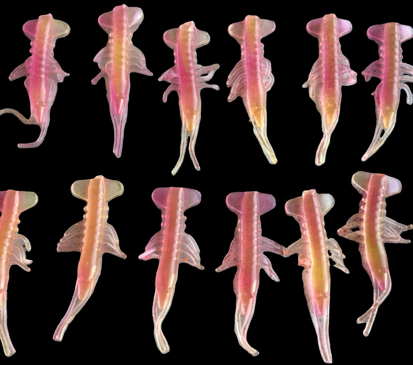 Shrimp Crazy